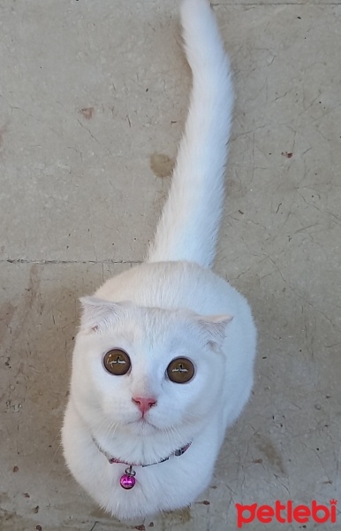 Scottish Fold, Kedi  MAYA VERA fotoğrafı