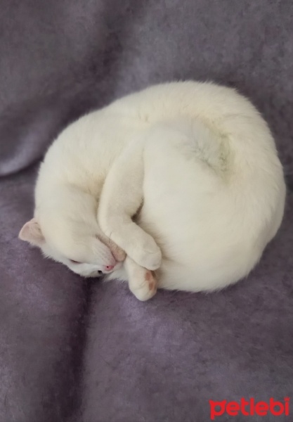 Scottish Fold, Kedi  MAYA VERA fotoğrafı