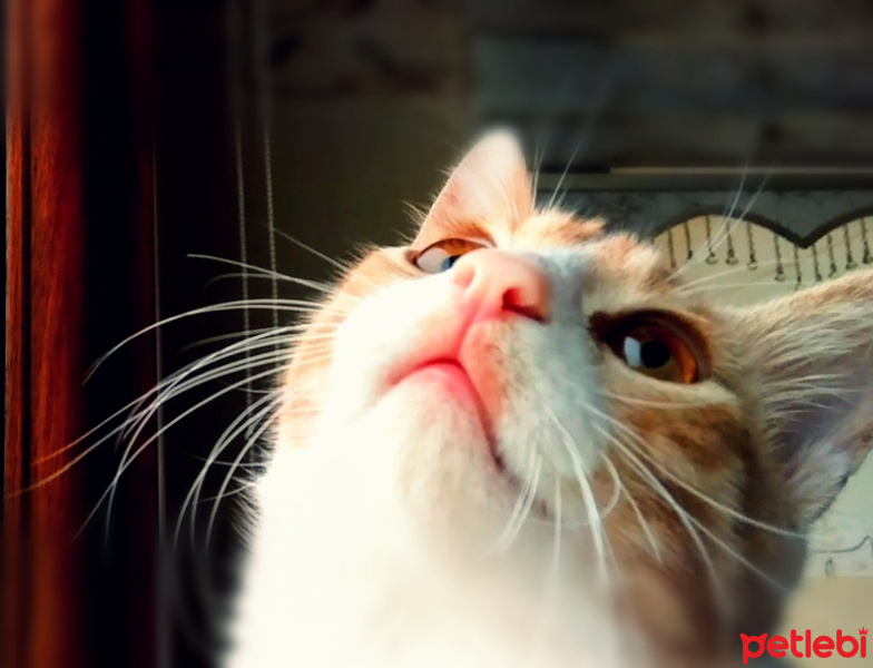 Tekir Kedi, Kedi  Venüs fotoğrafı