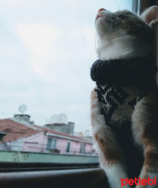 Tekir Kedi, Kedi  Venüs fotoğrafı