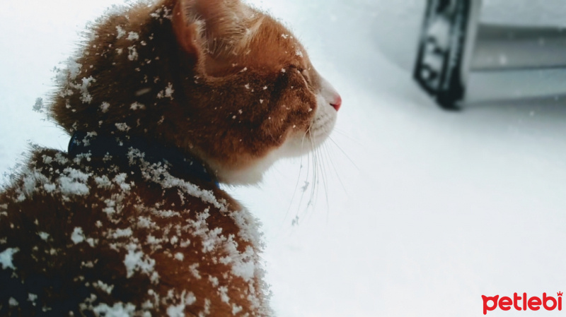 Tekir Kedi, Kedi  Venüs fotoğrafı