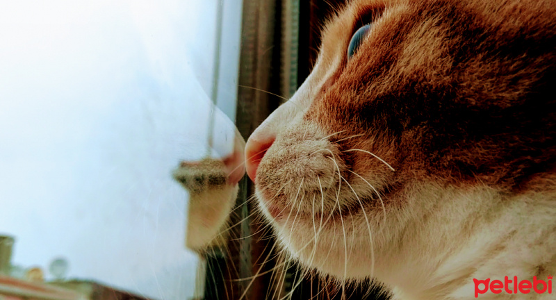 Tekir Kedi, Kedi  Venüs fotoğrafı