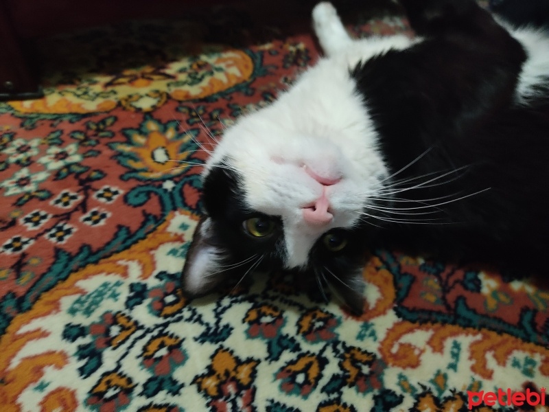 Tuxedo (Smokin) Kedi, Kedi  Gece fotoğrafı