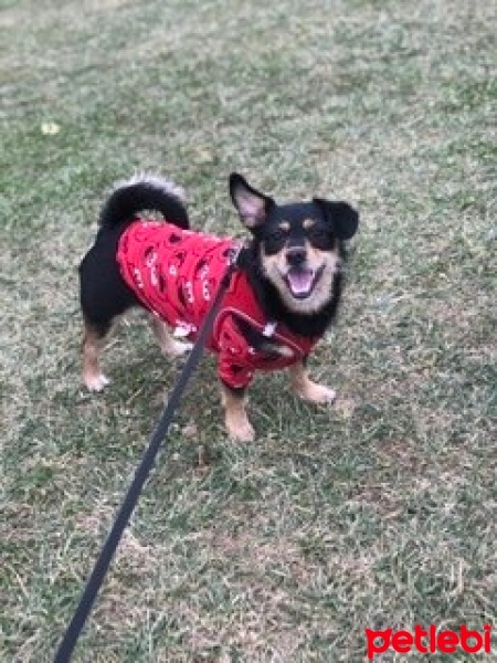 Minyatür Pinscher, Köpek  Şans fotoğrafı