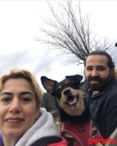 Minyatür Pinscher, Köpek  Şans fotoğrafı