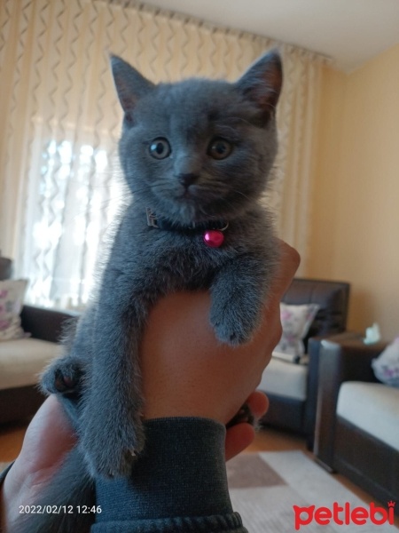 British Shorthair, Kedi  Gölge fotoğrafı