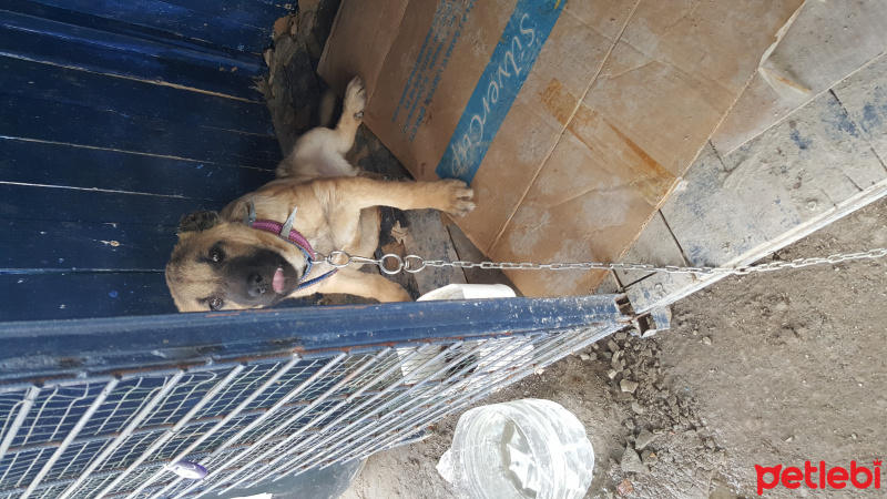 Kangal, Köpek  Garip fotoğrafı