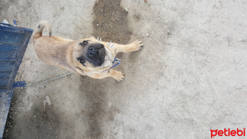 Kangal, Köpek  Garip fotoğrafı