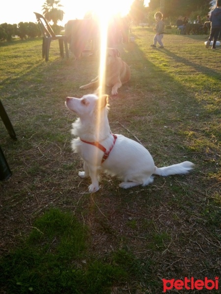 Pappilon, Köpek  Nazlı fotoğrafı