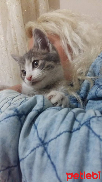 Tekir Kedi, Kedi  Merirose fotoğrafı