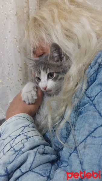 Tekir Kedi, Kedi  Merirose fotoğrafı