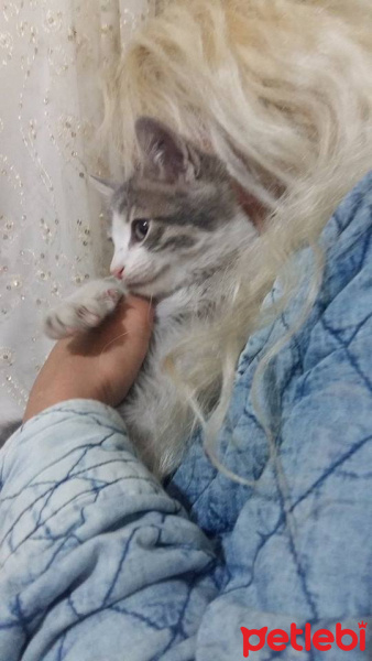 Tekir Kedi, Kedi  Merirose fotoğrafı