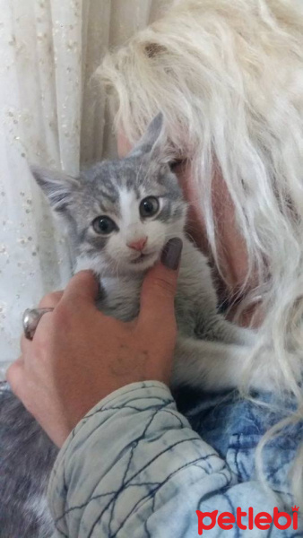 Tekir Kedi, Kedi  Merirose fotoğrafı