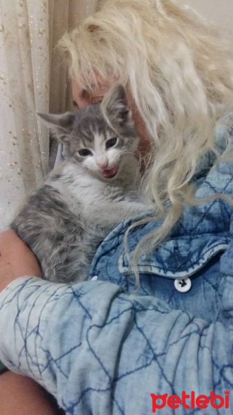 Tekir Kedi, Kedi  Merirose fotoğrafı