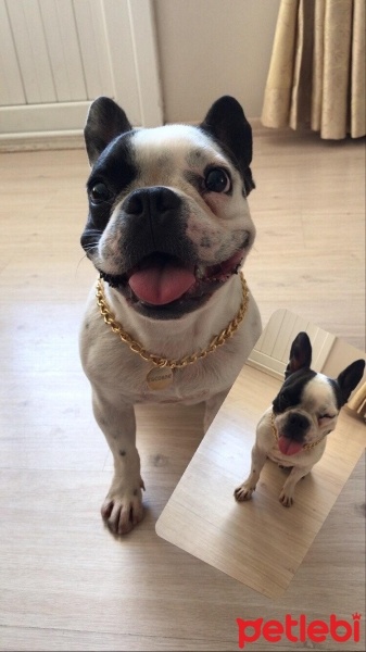Fransız Bulldog, Köpek  escobar fotoğrafı