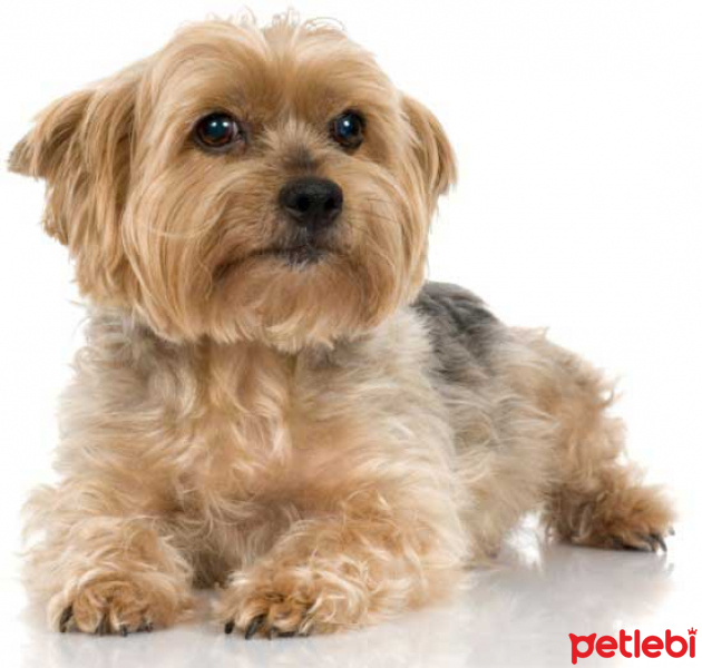 Yorkshire Terrier, Köpek  lila fotoğrafı