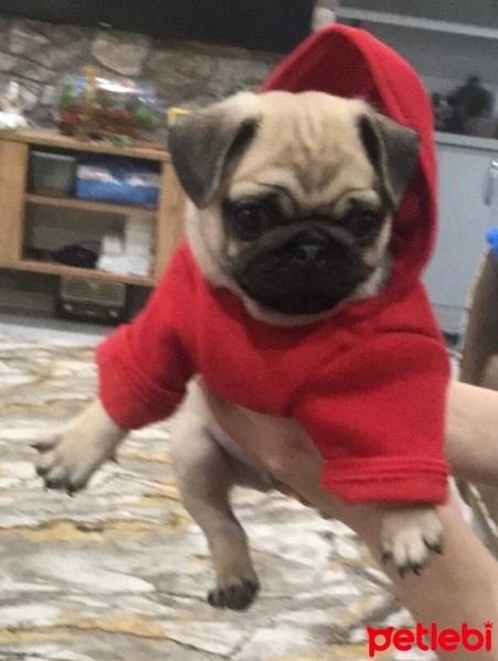 Pug, Köpek  Rıfkı fotoğrafı