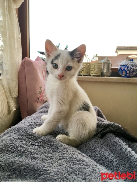 Tekir Kedi, Kedi  Bulut fotoğrafı