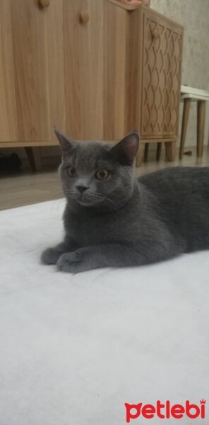 British Shorthair, Kedi  Mia fotoğrafı