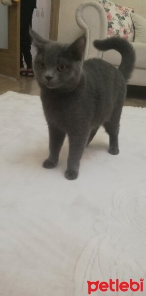 British Shorthair, Kedi  Mia fotoğrafı