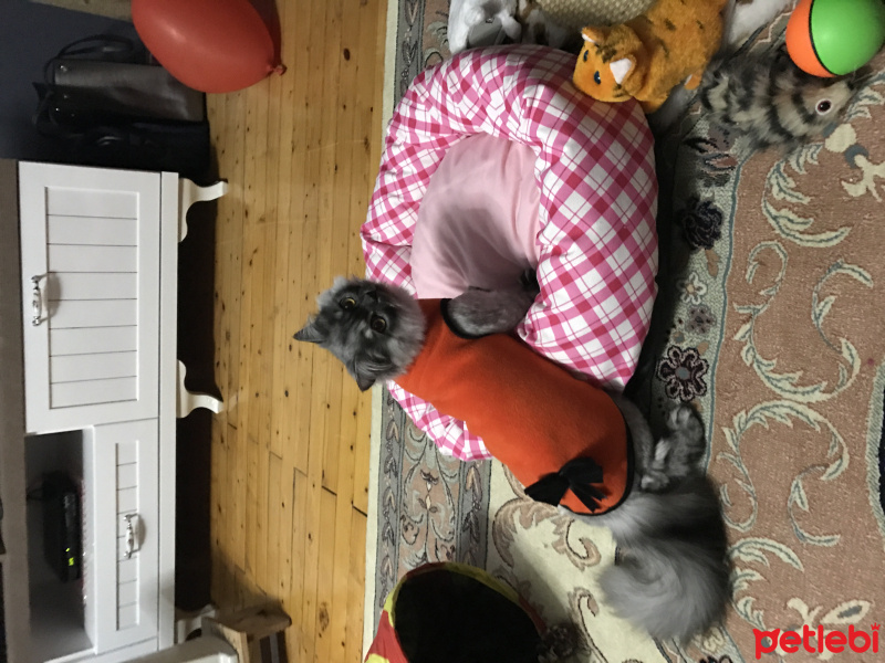 Chinchilla, Kedi  Tommy  fotoğrafı