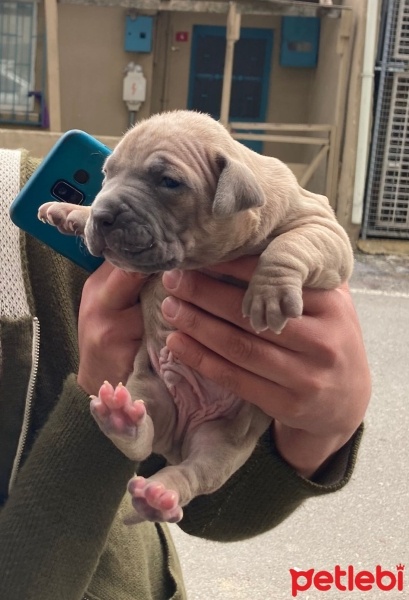 Amerikan Pitbull Terrier, Köpek  Yavru köpek ? fotoğrafı