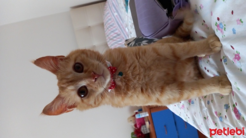 Sarman, Kedi  Pati fotoğrafı