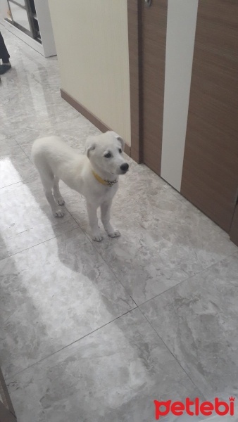 Labrador Retriever, Köpek  Ares fotoğrafı