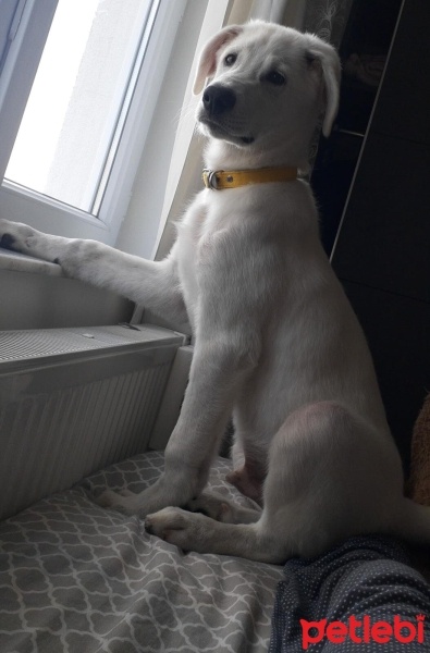 Labrador Retriever, Köpek  Ares fotoğrafı