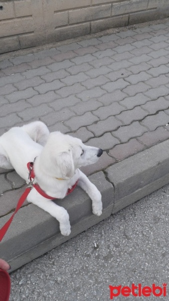 Labrador Retriever, Köpek  Ares fotoğrafı