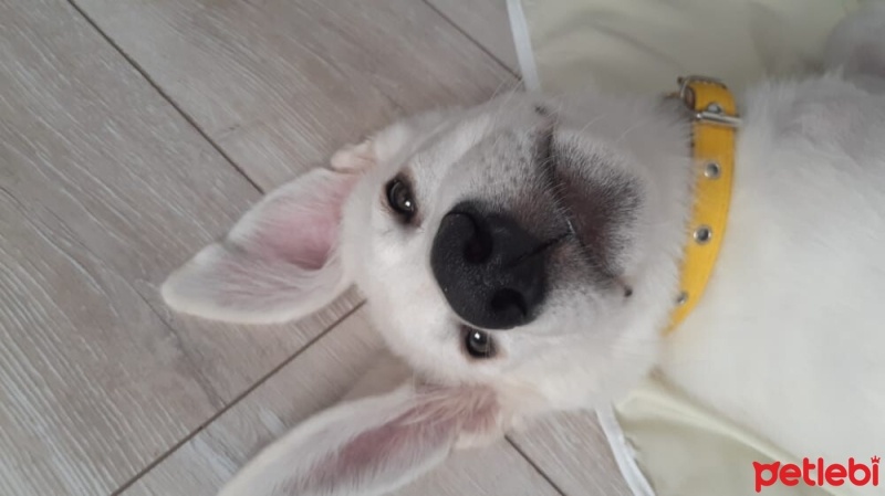 Labrador Retriever, Köpek  Ares fotoğrafı