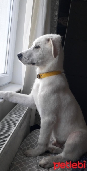 Labrador Retriever, Köpek  Ares fotoğrafı