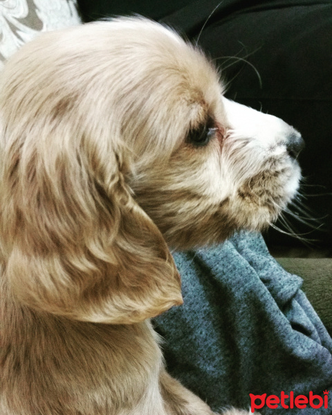 Amerikan Cocker Spaniel, Köpek  Nice fotoğrafı