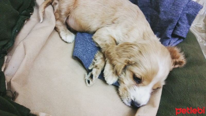 Amerikan Cocker Spaniel, Köpek  Nice fotoğrafı