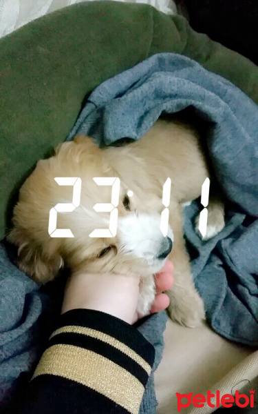 Amerikan Cocker Spaniel, Köpek  Nice fotoğrafı