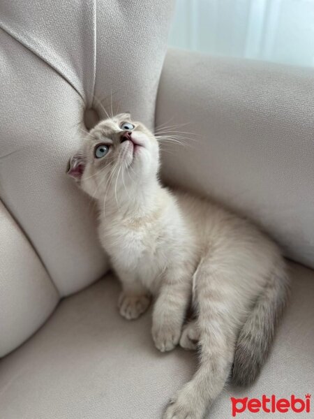 Scottish Fold, Kedi  Lucky fotoğrafı