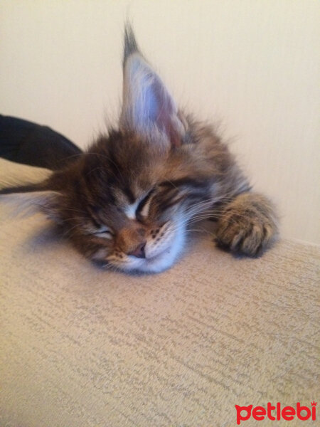 Maine Coon, Kedi  misha fotoğrafı