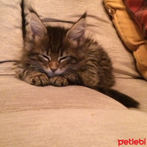 Maine Coon, Kedi  misha fotoğrafı