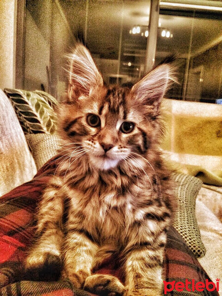 Maine Coon, Kedi  misha fotoğrafı