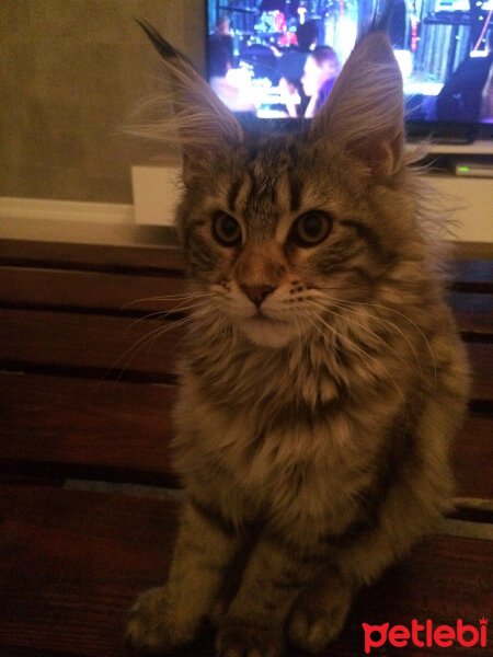 Maine Coon, Kedi  misha fotoğrafı