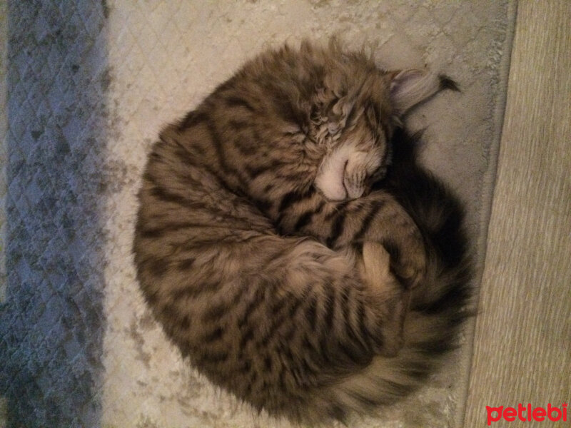 Maine Coon, Kedi  misha fotoğrafı