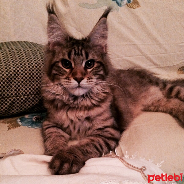 Maine Coon, Kedi  misha fotoğrafı