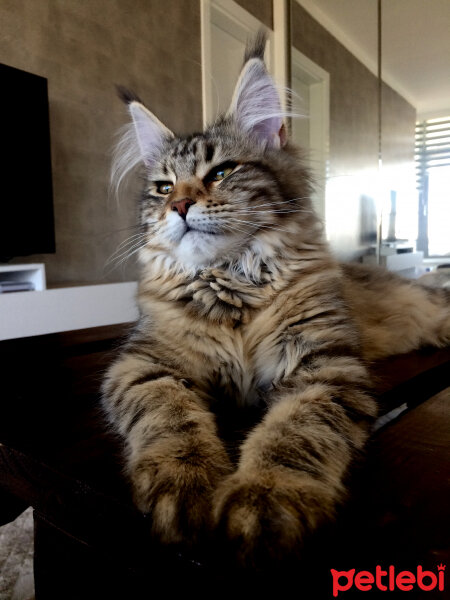 Maine Coon, Kedi  misha fotoğrafı