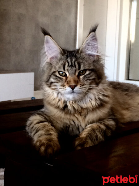 Maine Coon, Kedi  misha fotoğrafı