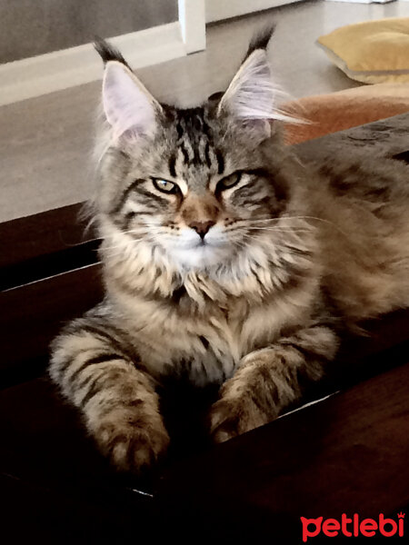 Maine Coon, Kedi  misha fotoğrafı