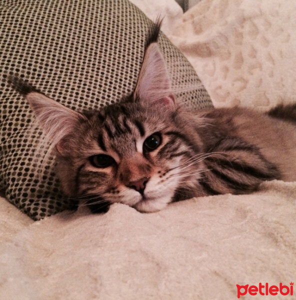 Maine Coon, Kedi  misha fotoğrafı