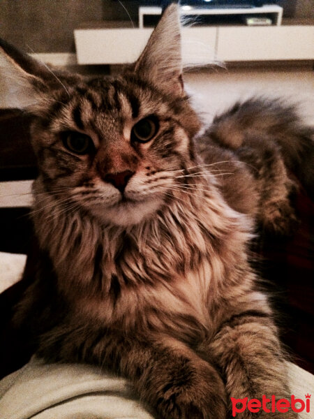 Maine Coon, Kedi  misha fotoğrafı