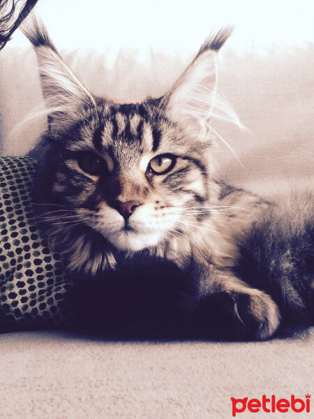 Maine Coon, Kedi  misha fotoğrafı