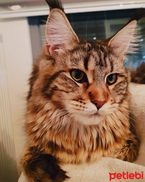 Maine Coon, Kedi  misha fotoğrafı