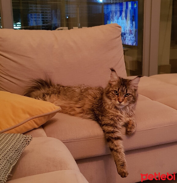 Maine Coon, Kedi  misha fotoğrafı